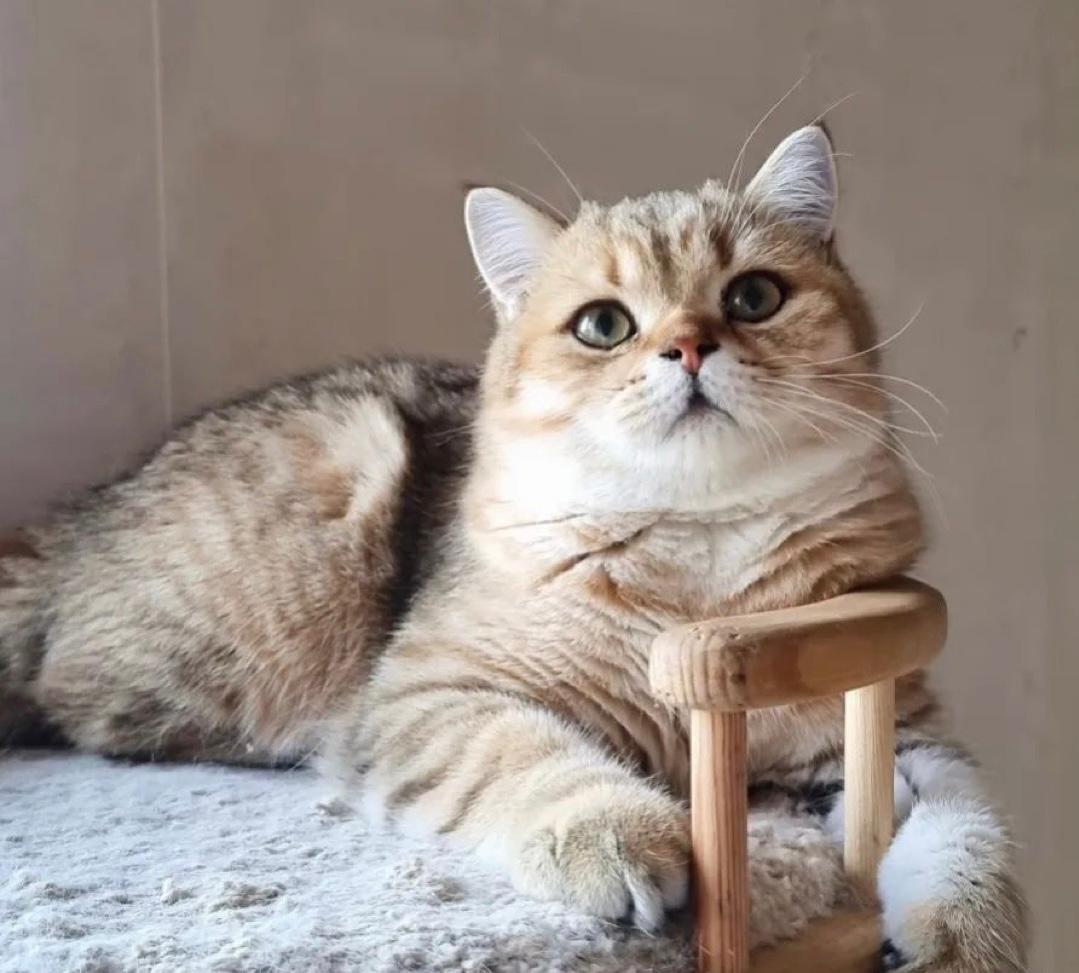 munchkin cat for sale